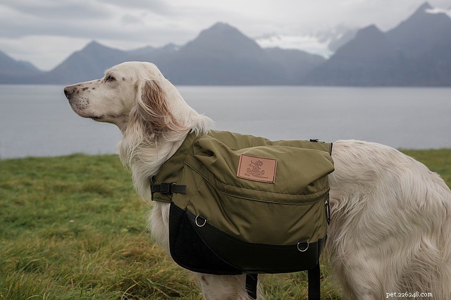 Рюкзак для собаки:самое лучшее для вашего пушистого друга