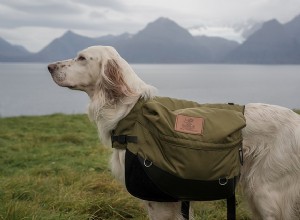 Mochila para cachorro:dê o melhor para seu amigo peludo