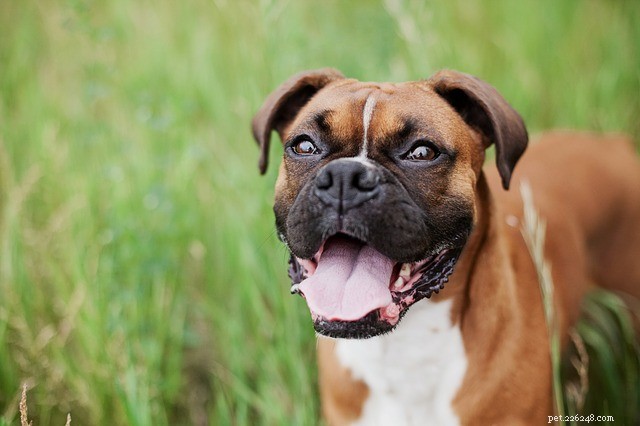 Cães de guarda:os cinco melhores cães de guarda para famílias