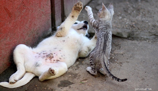 Gatos vs Cães:a batalha final pela supremacia