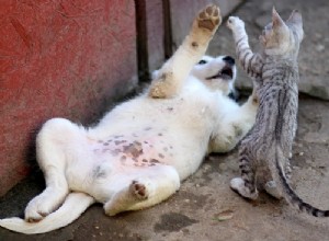 Gatos vs Cães:a batalha final pela supremacia