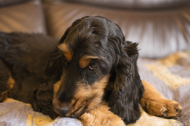Mag- eller tarmtumör hos hundar:orsaker och behandling 