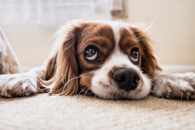 犬の大腸炎：原因、症状、治療