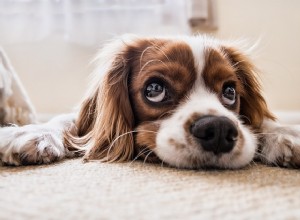 Colite em cães:causas, sintomas e tratamento