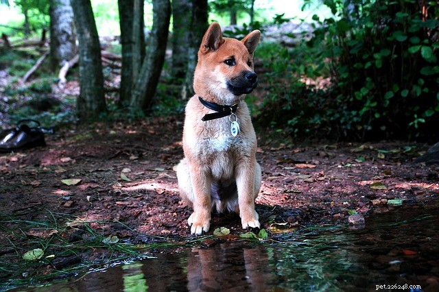 Japanska hundraser du kommer att älska:låt oss upptäcka sex av dem