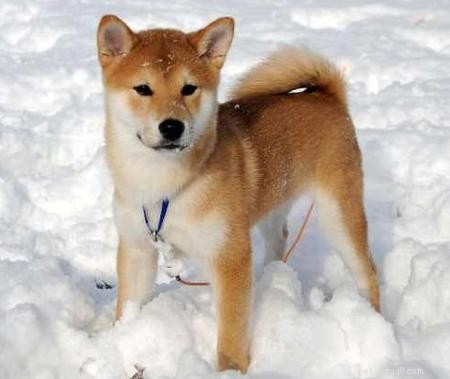 Razze di cani giapponesi che amerai:scopriamone sei