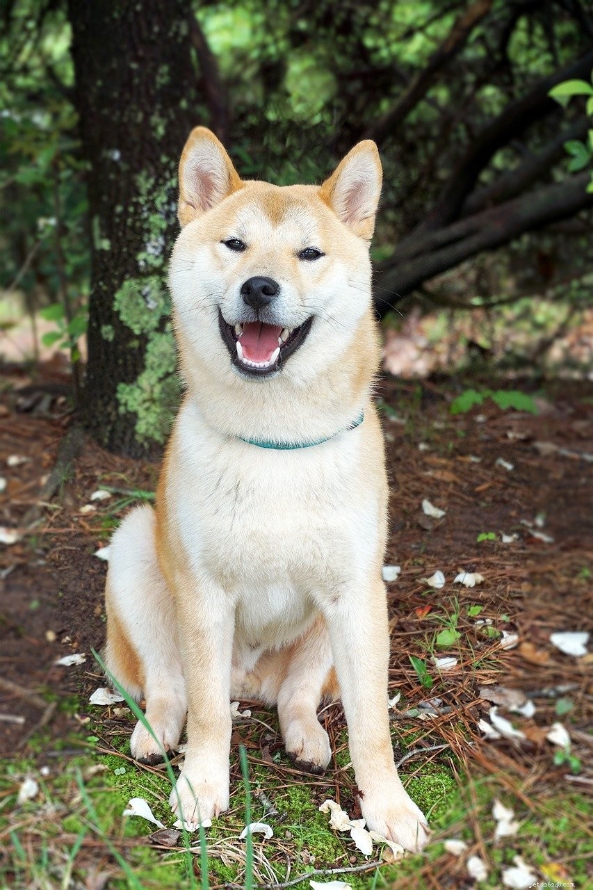 あなたが愛する日本の犬種：それらのうちの6つを発見しましょう 