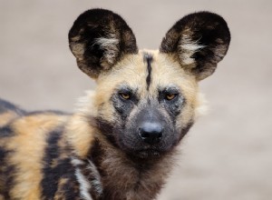 Cão selvagem africano:características, comportamento e habitat