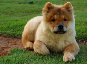 Cães fofinhos:você gosta deles? Confira esses adoráveis