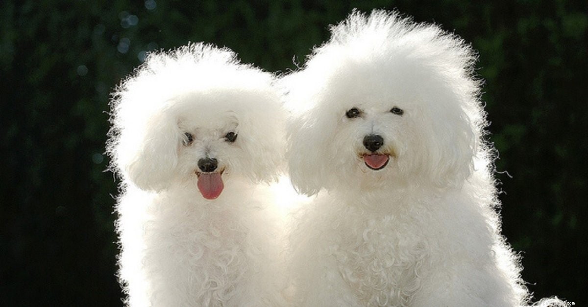 Cani pelosi:ti piacciono? Dai un occhiata a questi adorabili