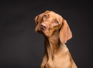 Obstrução intestinal em cães:causas, sintomas e tratamento