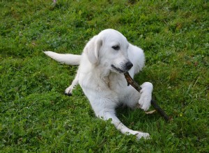 Mudança de apetite em cães:o que pode causar e o que fazer