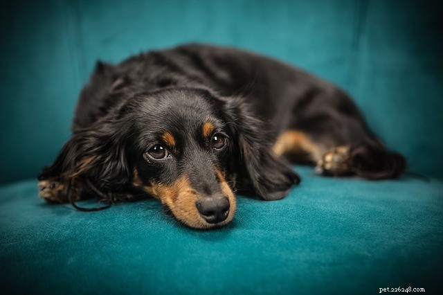Ulcerazione gastrointestinale nei cani:sintomi e trattamento