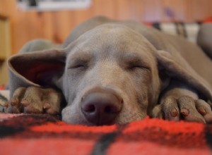 Letargia em cães:o que pode estar causando isso e o que fazer