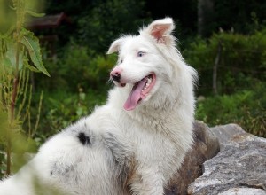 Vômito de sangue em cães:o que pode estar causando isso?