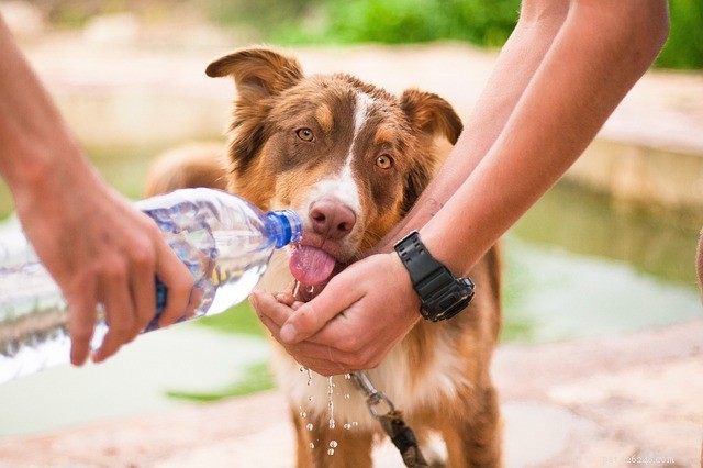 Disidratazione nei cani:sintomi, trattamento e prevenzione