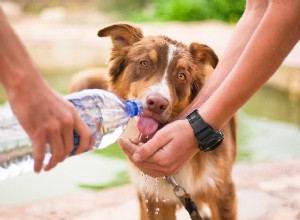 犬の脱水症状：症状、治療、予防