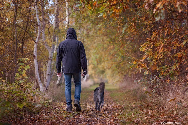 雨の中を犬を散歩させる：ベストプラクティス 