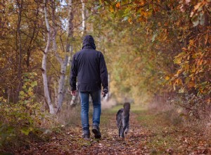 Cães de passeio na chuva:as práticas recomendadas