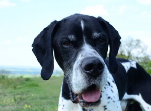 Seu cão é dominante ou submisso?