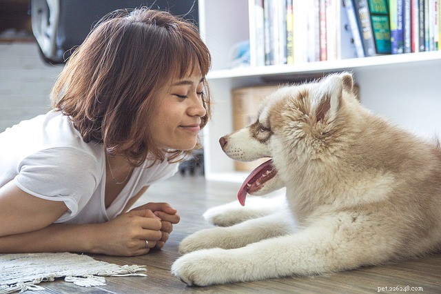 Vet hundar när du ler? En vetenskaplig studie