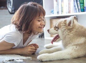 Os cães sabem quando você sorri? Um estudo científico