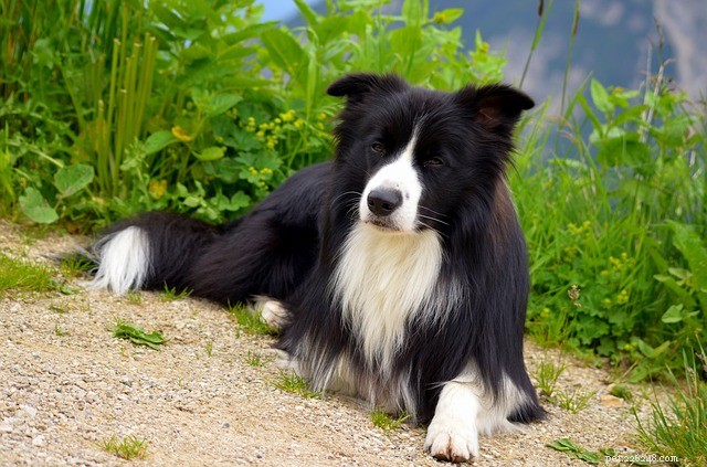 Stilste hondenrassen:de top 10 stilste hondenrassen