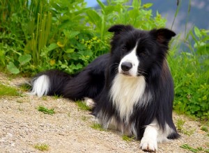 Raças de cães mais silenciosas:as 10 raças de cães mais silenciosas