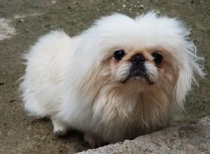 Os cães podem ter dores de cabeça? Como posso saber?