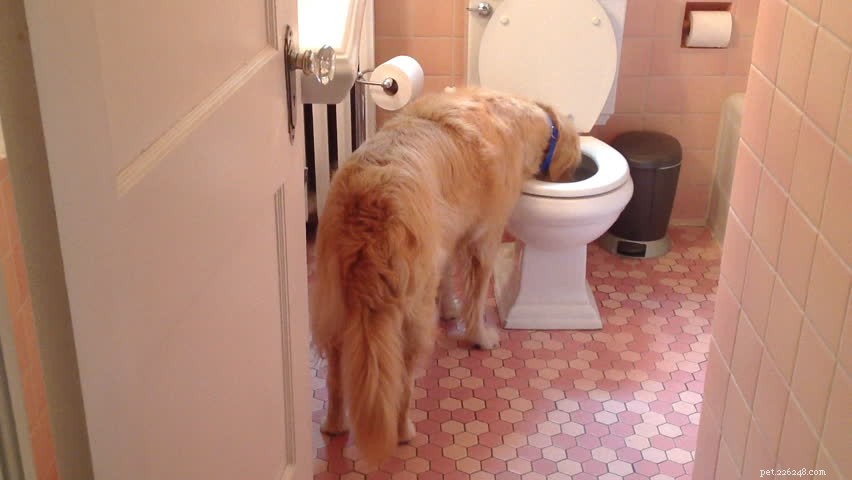Hundar dricker ur toalettskålen:varför? Låt oss ta reda på det!