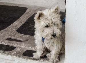 O cachorro late quando a campainha toca. O que posso fazer?