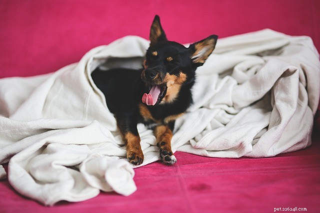 なぜ犬はあくびをするのですか？おそらくストレスの兆候 