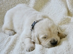 犬の睡眠習慣とその意味 