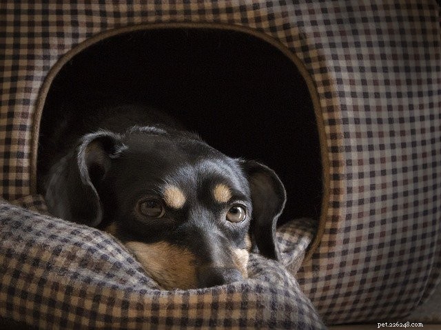 Proč jsou boudy pro psy důležitým prvkem, když máte psa?