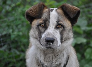 Por que meu cachorro está arrastando o fundo? Vamos descobrir!