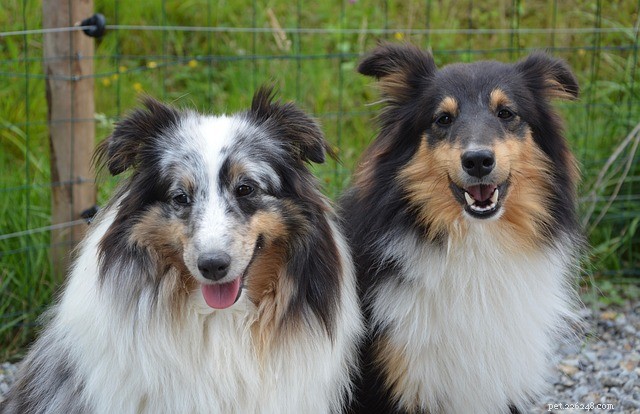 Trogna hundar:vilka är de mest trogna hundarna?