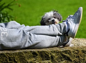 犬が足、枕、その他の犬をこぶするのはなぜですか？