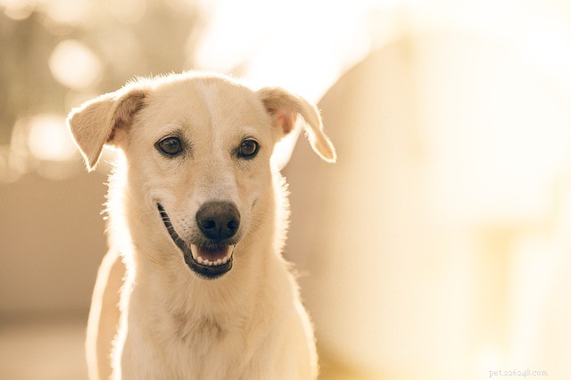 Foderallergi på hunden:vad man ska göra åt det