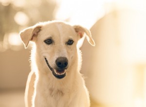 Alergia alimentar no cão:o que fazer a respeito