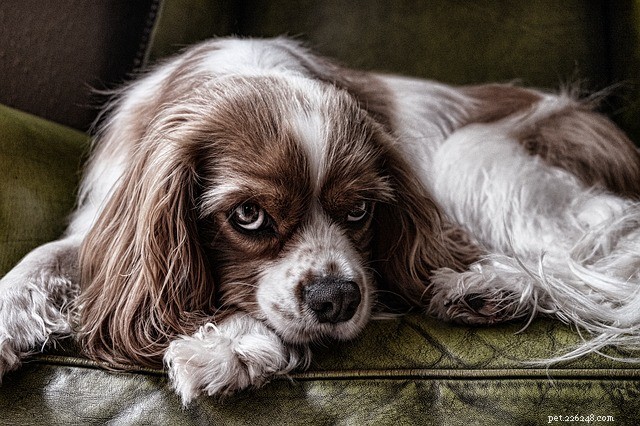 Заболевания десен у собак:причины, симптомы и лечение