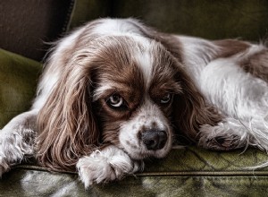 Onemocnění dásní u psů:příčiny, příznaky a léčba
