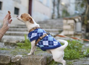 Ração de cachorro para estômago sensível:as melhores de 2018