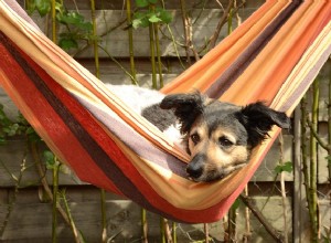 Mudanças no comportamento do cão:o que as está causando?