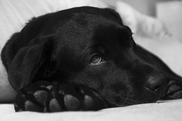 Ziekte bij honden:soorten en voorbeelden van hondenziekten
