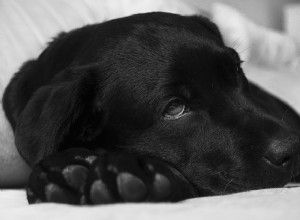 Doenças em cães:tipos e exemplos de doenças caninas