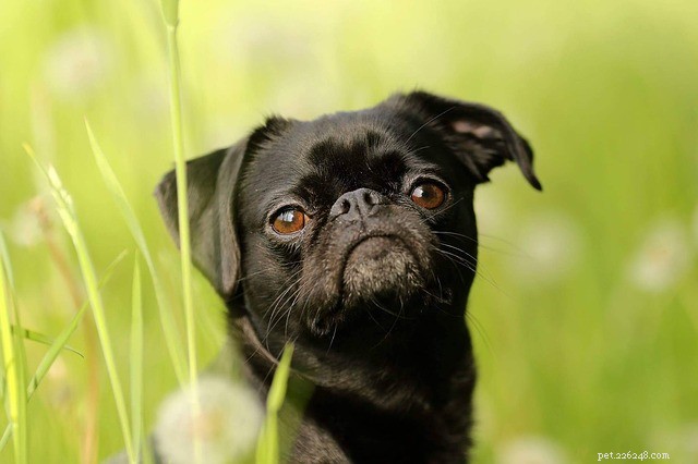 Сухой глаз у собак:причины, симптомы и лечение