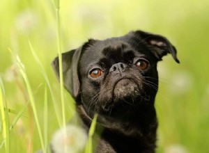 Olho seco em cães:causas, sintomas e tratamento