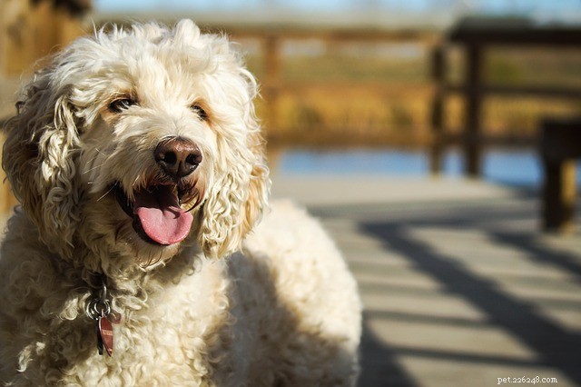 Hundvaccinationer:följ schemat med dina hundvaccinationer