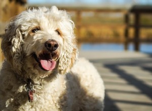 犬の予防接種：犬の予防接種をスケジュールどおりに行う 