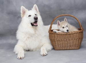 Por que encontrar cães à venda se você pode adotar?